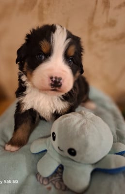 Les chiots de Bouvier Bernois