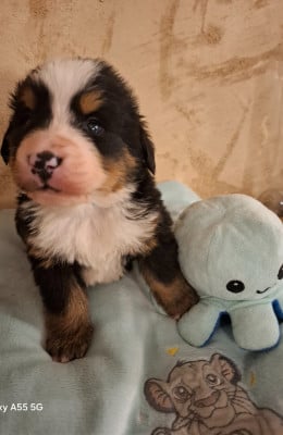 Les chiots de Bouvier Bernois