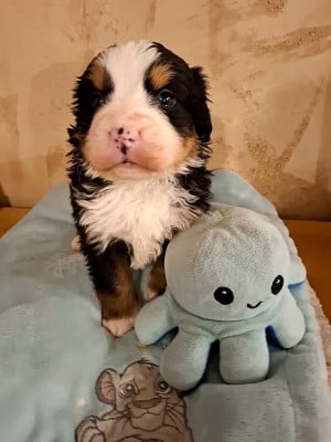 Les chiots de Bouvier Bernois
