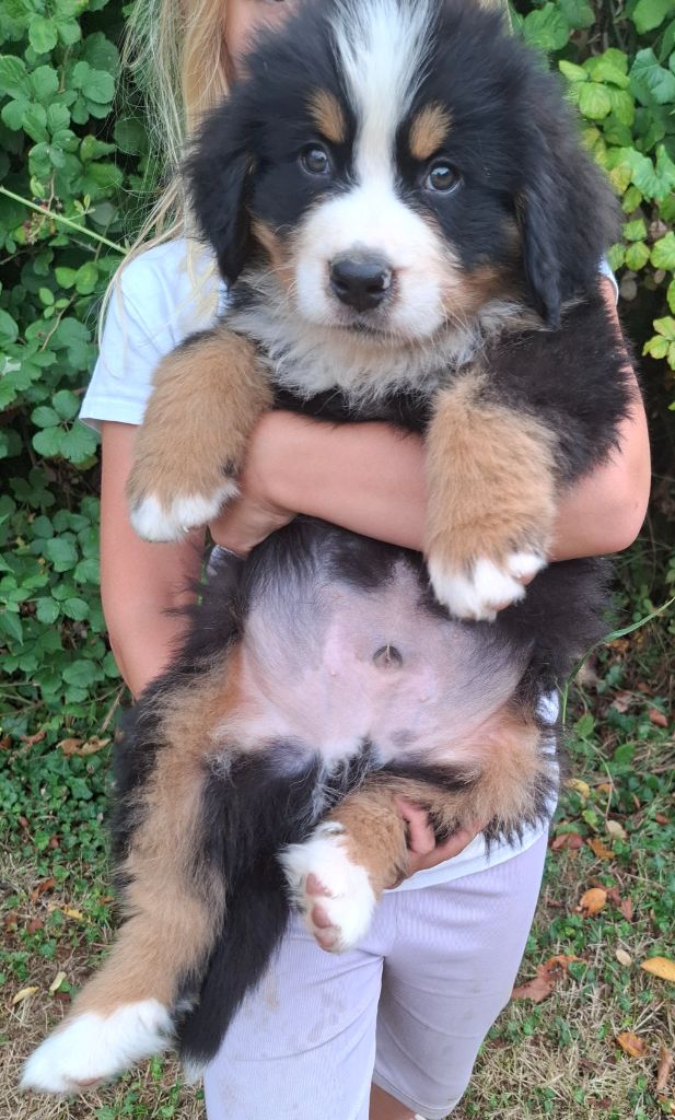 Mr bleu foncé ( Asko)