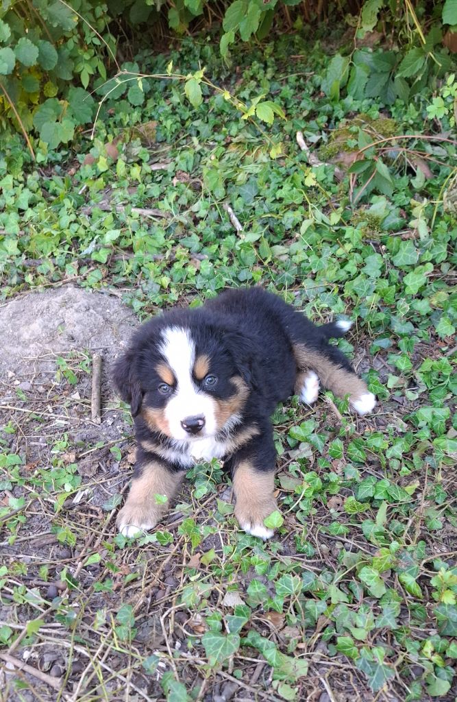 Mr vert foncé (Azur)