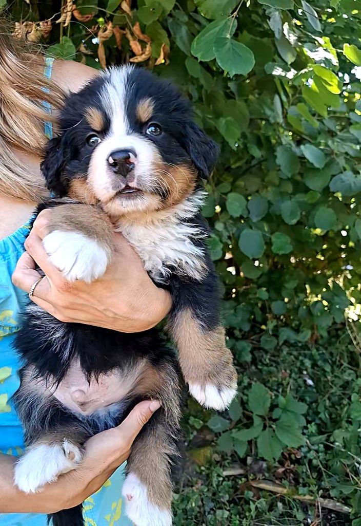 Mr bleu clair ( Algo)