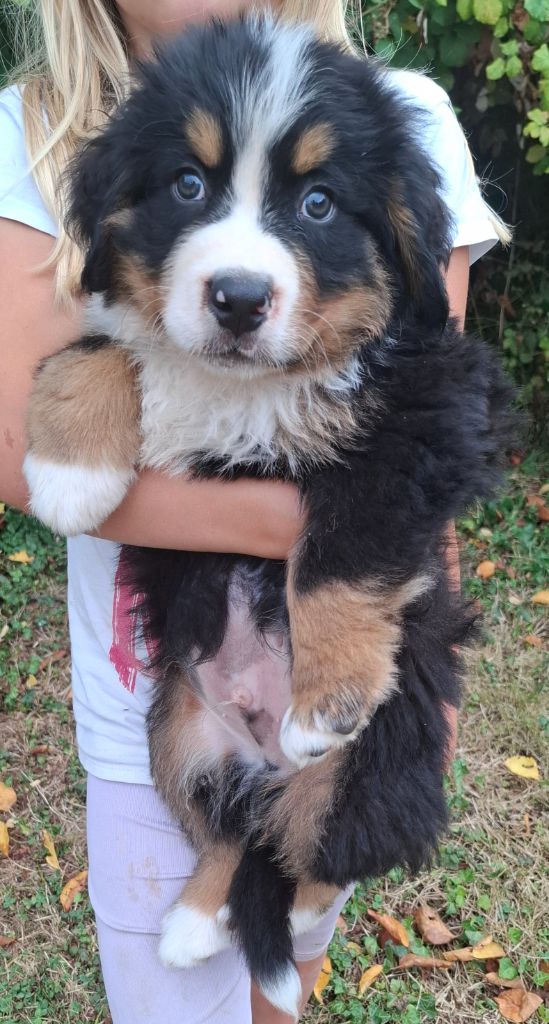 Mr bleu clair ( Algo)