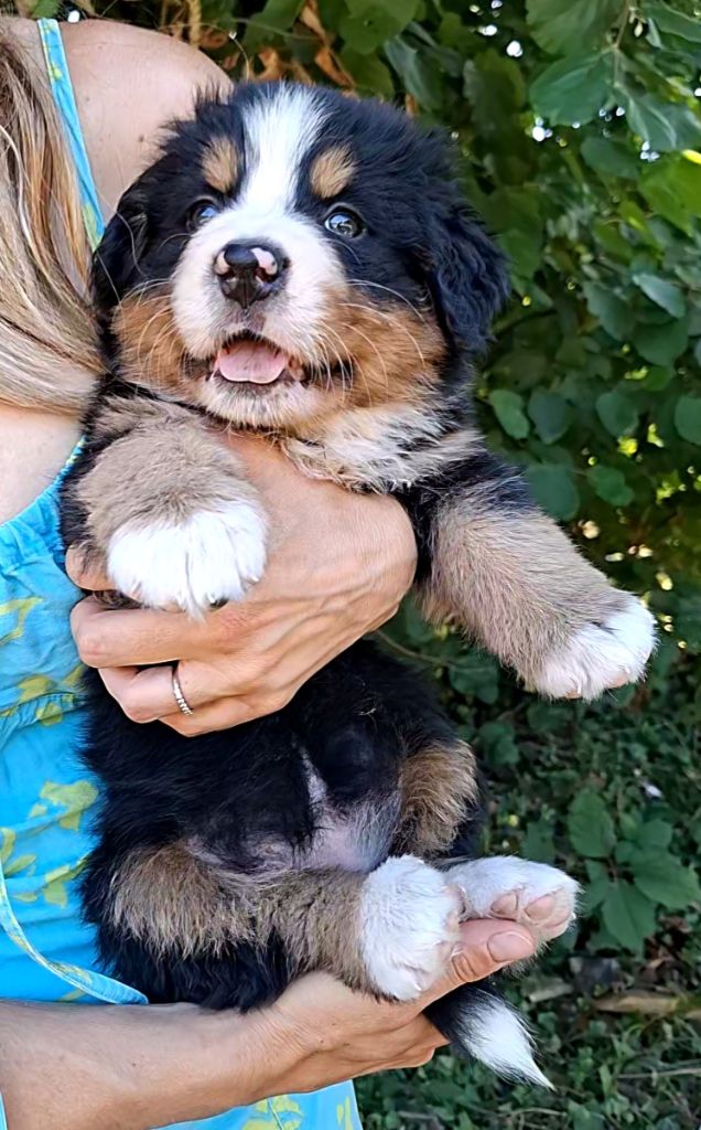 Miss orange ( Abloom)