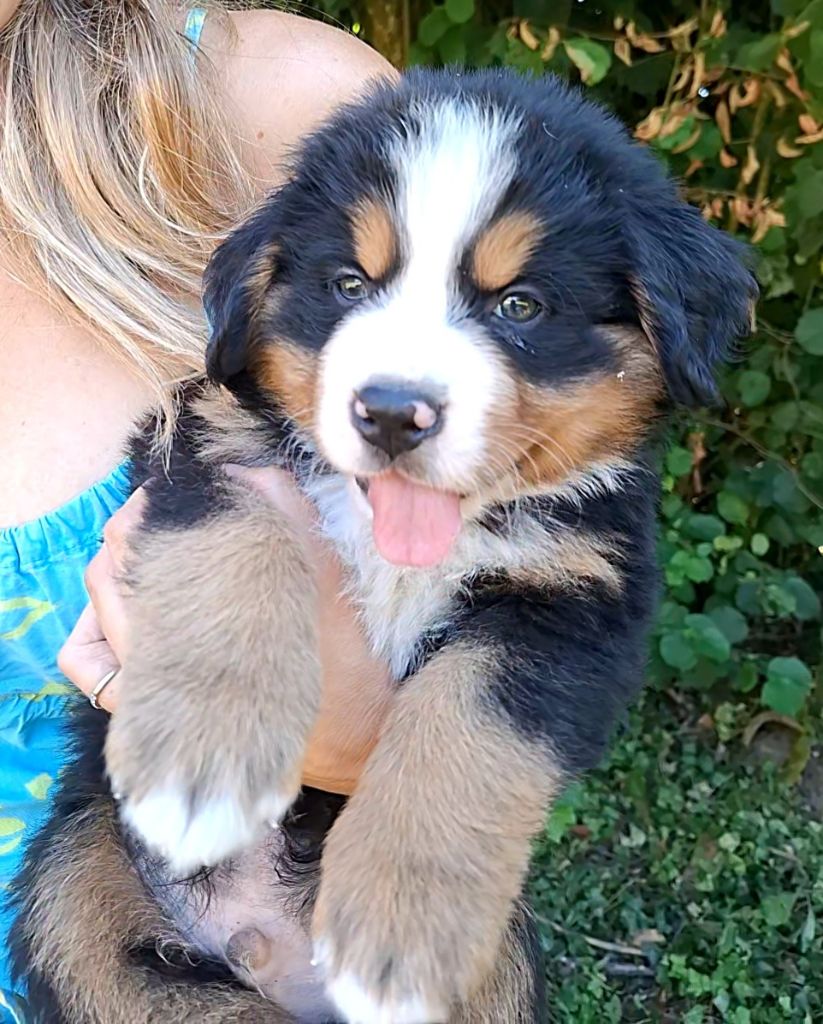 Mr vert foncé (Azur)