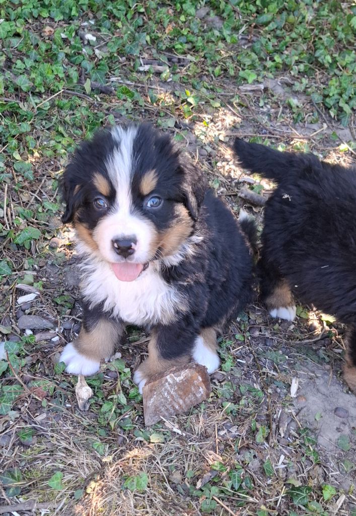 Mr bleu clair ( Algo)