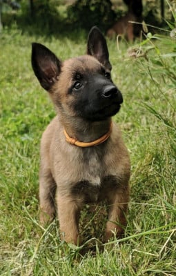 Les chiots de Berger Belge