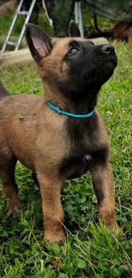 Les chiots de Berger Belge