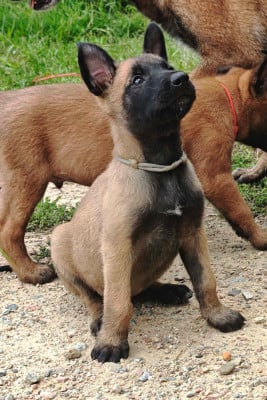 Les chiots de Berger Belge