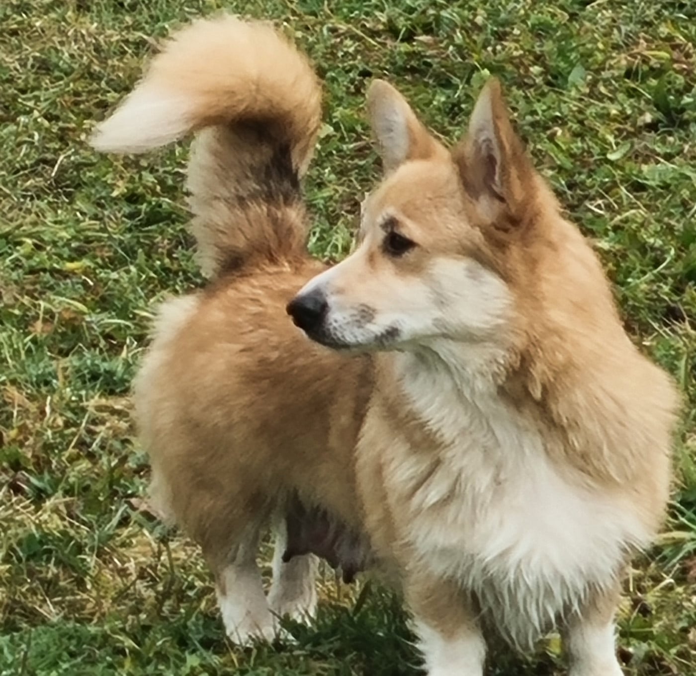 Ultime rêve du Queyreloup