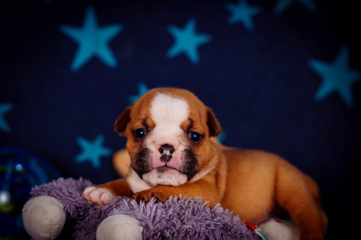 Bulldog Anglais - De La Lune Sombre