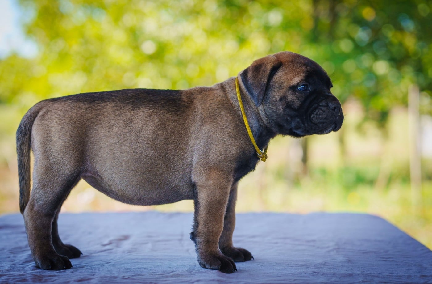 Beautiful pearl