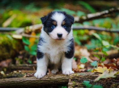 Les chiots de Berger Australien