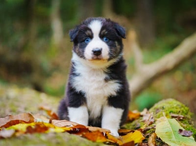 Les chiots de Berger Australien