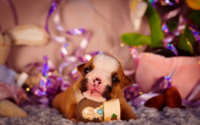 Les chiots de Bulldog Anglais