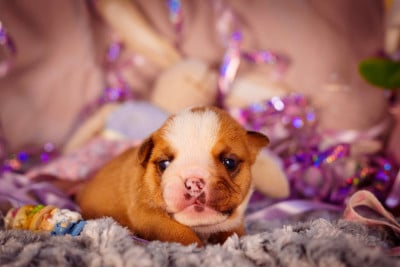 Les chiots de Bulldog Anglais