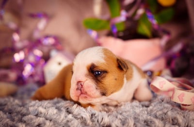 Les chiots de Bulldog Anglais