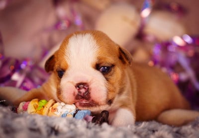 Les chiots de Bulldog Anglais