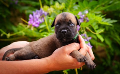Les chiots de Bullmastiff