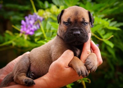 Les chiots de Bullmastiff