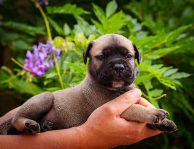 Les chiots de Bullmastiff