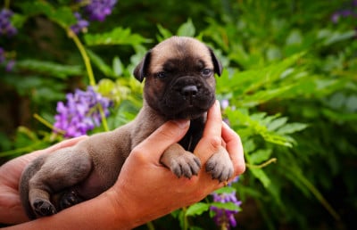 Les chiots de Bullmastiff