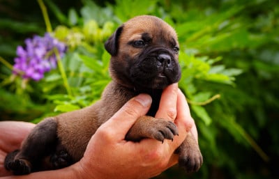 Les chiots de Bullmastiff