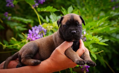 Les chiots de Bullmastiff