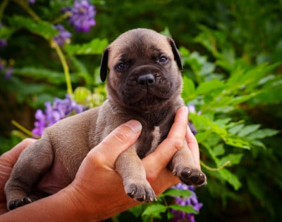 Les chiots de Bullmastiff
