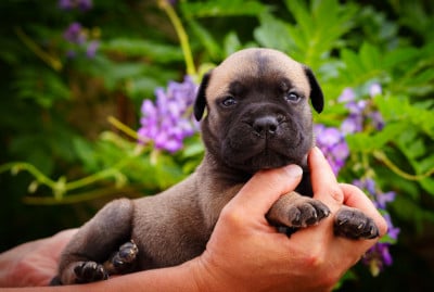 Les chiots de Bullmastiff