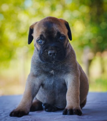 Les chiots de Bullmastiff