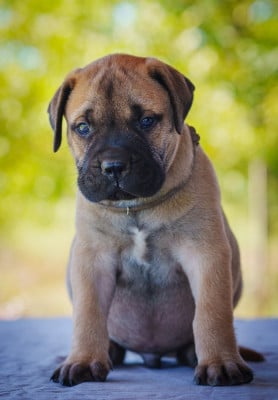 Les chiots de Bullmastiff