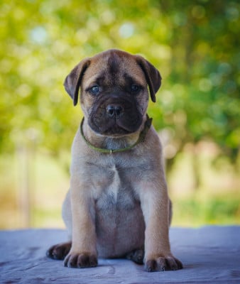Les chiots de Bullmastiff