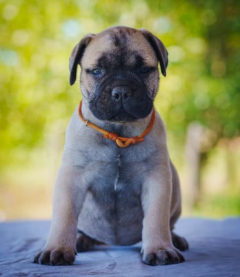 Les chiots de Bullmastiff