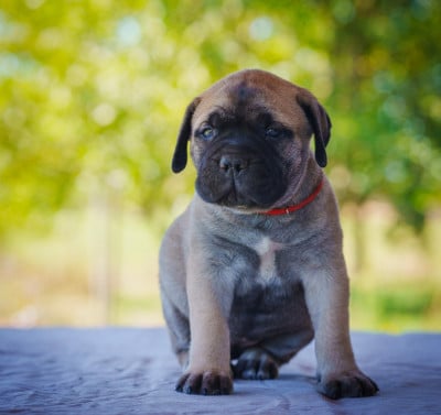 Les chiots de Bullmastiff