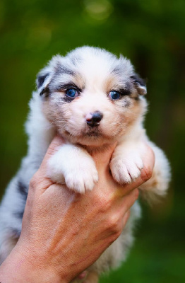 Les chiots de Berger Australien