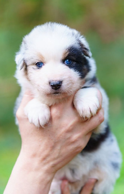 Les chiots de Berger Australien