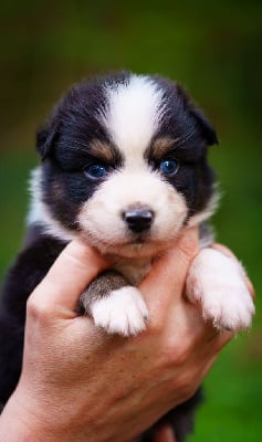 Les chiots de Berger Australien
