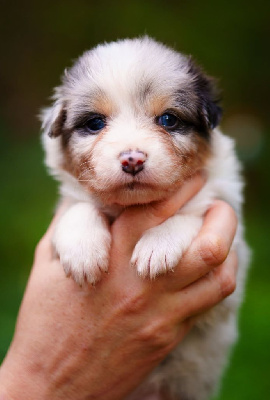 Les chiots de Berger Australien