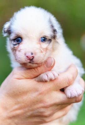 Les chiots de Berger Australien