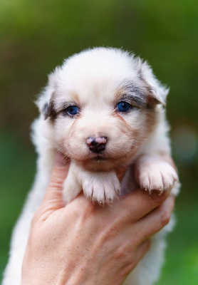 Les chiots de Berger Australien