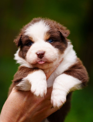 Les chiots de Berger Australien