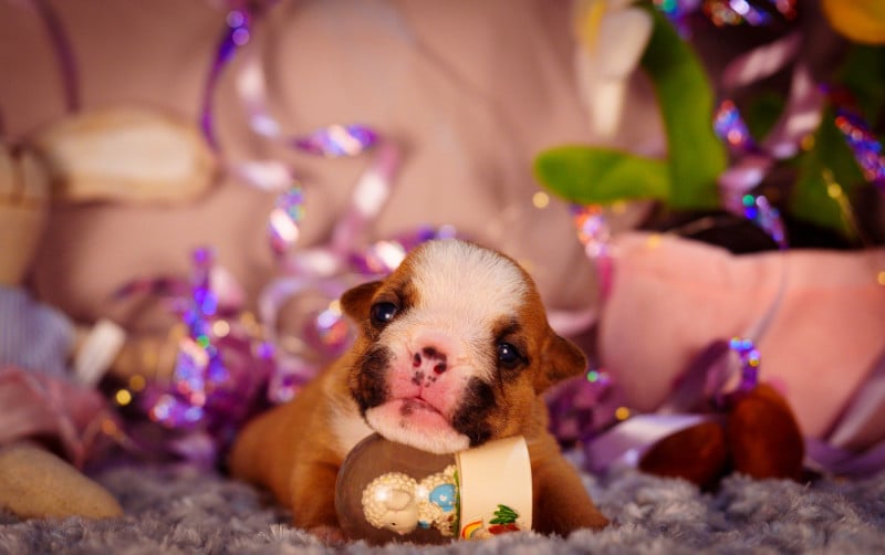 Bulldog Anglais - De La Lune Sombre