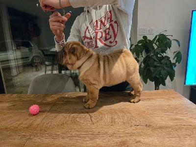 Les chiots de Shar Pei