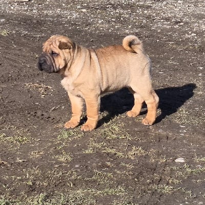 Les chiots de Shar Pei