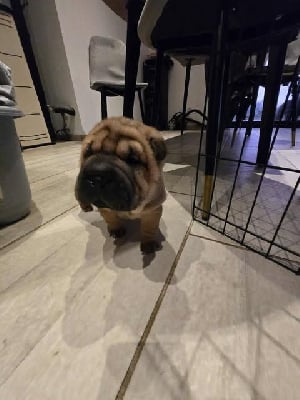 Les chiots de Shar Pei