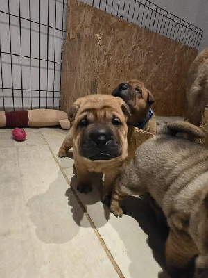 Les chiots de Shar Pei