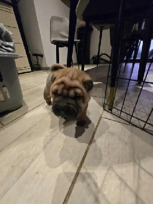 Les chiots de Shar Pei