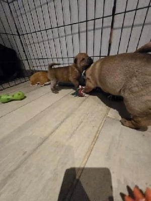 Les chiots de Shar Pei