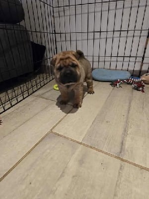 Les chiots de Shar Pei